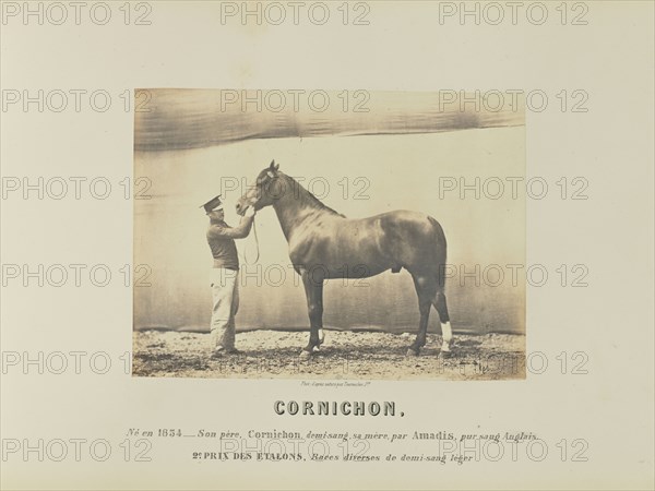 Cornichon; Adrien Alban Tournachon, French, 1825 - 1903, France; 1860; Salted paper print; 16.4 × 22.4 cm, 6 7,16 × 8 13,16 in