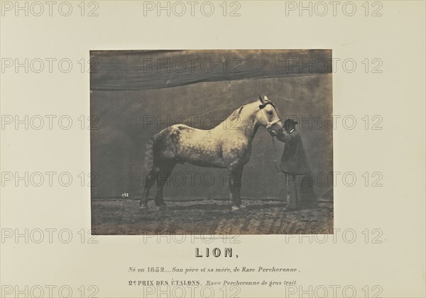 Lion; Adrien Alban Tournachon, French, 1825 - 1903, France; 1860; Salted paper print; 17 × 22.2 cm, 6 11,16 × 8 3,4 in