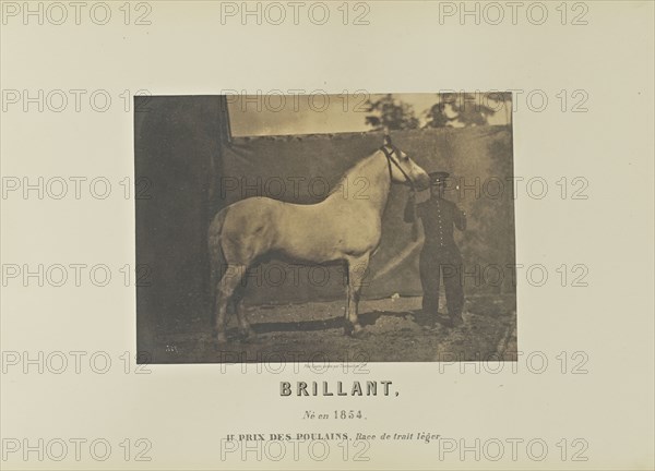 Brillant; Adrien Alban Tournachon, French, 1825 - 1903, France; 1860; Salted paper print; 15.8 × 22.2 cm, 6 1,4 × 8 3,4 in