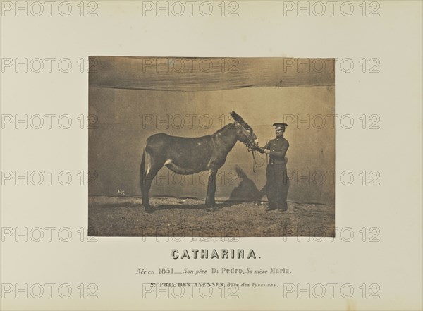 Catharina; Adrien Alban Tournachon, French, 1825 - 1903, France; 1860; Salted paper print; 16.5 × 22.5 cm, 6 1,2 × 8 7,8 in