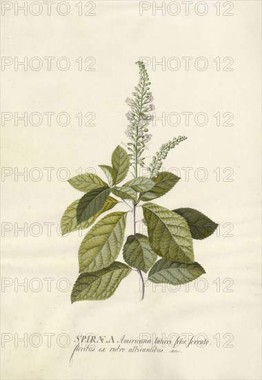 Spiraea; Georg Dionysius Ehret, German, 1708 - 1770, Germany; 1743; Gouache and graphite on vellum; 47.3 x 33.7 cm