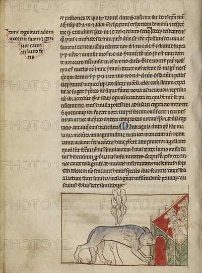 A Wolf; England; about 1250 - 1260; Pen-and-ink drawings tinted with body color and translucent washes on parchment; Leaf