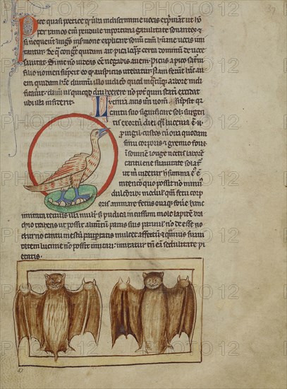 A Nightingale; Bats; England; about 1250 - 1260; Pen-and-ink drawings tinted with body color and translucent washes on parchment