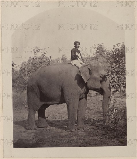 Man on Elephant; India; about 1881; Albumen silver print