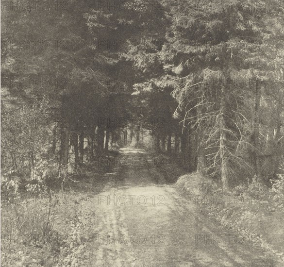 Fir Woods near Leith Hill, Surrey; Frederick H. Evans, British, 1853 - 1943, London, England; negative 1909; print 1911