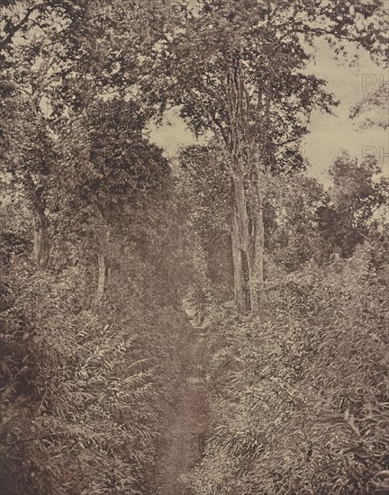No. 120. Rangoon. Tiger Alley; Capt. Linnaeus Tripe, English, 1822 - 1902, Kolkata, India; 1855; Albumenized salted paper print