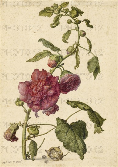 A Hollyhock; Herman Saftleven the Younger, Dutch, 1609 - 1685, Holland, Europe; September 21, 1682; Watercolor, gouache