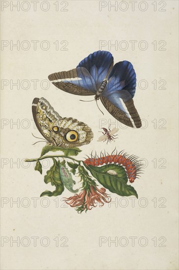 Cardinal's guard flower, Pachystachys coccinea, with owl butterfly, Caligo idomeneus, and unidentified larva, Maria Sybilla