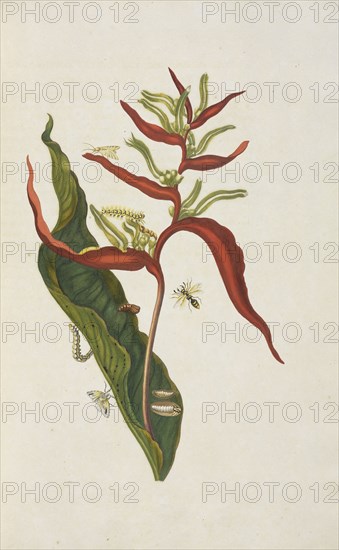 Musaceae plant, Heliconia acuminata, with metamorphosis of southern armyworm, Spodoptera eridania, unidentified moth