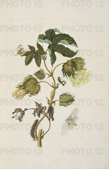 Branch of a cotton tree in flower, Gossypium barbadense, with butterfly, Helicopis cupido, and metamorphosis of moth of