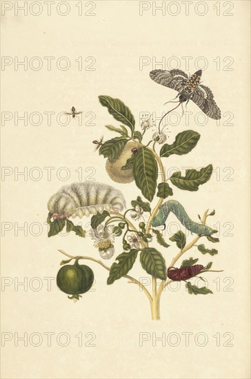 Guava, Psidium guineense, with hairy larva species of Podalia or Megalopyge, and larva and pupa of tobacco hawk moth Manduca