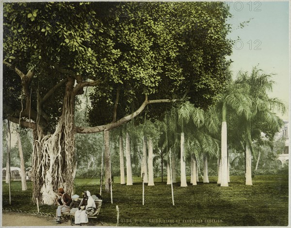 View in Esbekieh Garden, Cairo, Egypt, liane et sagoutier Esbekieh, 1906, Travel albums from Fleury's trips to the Middle East
