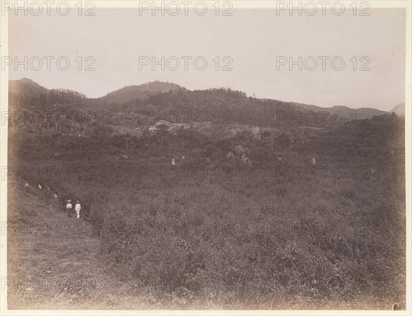 Landscape with view towards stelae and unexcavated mounds, Edmund Lincoln miscellaneous papers relating to the excavation