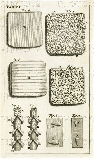 Tab. VI, Steph. Blancardi Anatomia reformata, sive, Concinna corporis humani dissectio, ad neotericorum mentem adornata