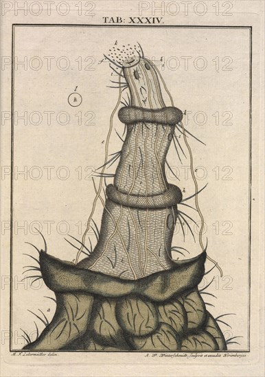 Table XXXIV: le boïau de la ponte d'une mouche femelle, Amusement microscopique tant pour l'esprit, que pour les yeux