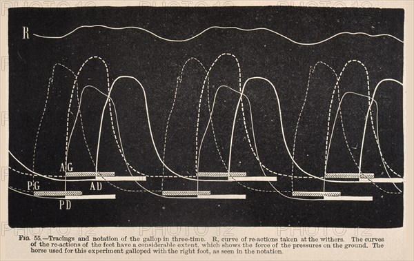 Tracings and notation of the gallop in three-time ... Animal mechanism: a treatise on terrestrial and aërial locomotion, Marey