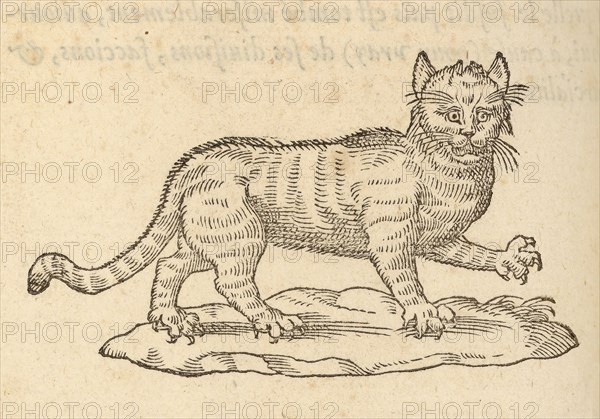 Le Chat, Devises heroïqves, Paradin, Claude, 16th cent., Salomon, Bernard, ca. 1506-ca. 1561, Woodcut, 1557, Woodcut