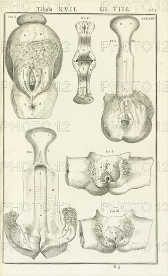 Lib. VIII, Tabula XVII, Lib. VIII, Adriani Spigelii Bruxellensis equitis D. Marci, olim in Patavino gymnasio anatomiae