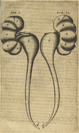 Fig. I. Fig. II. Caspari Bauhini Basileensis Theatrvm anatomicum: novis figuris oeneis illustratum et in lucem emissum opera