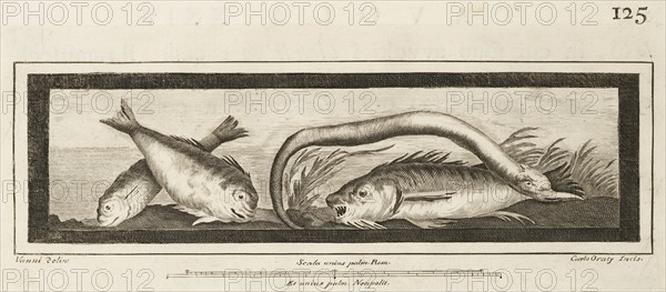 Tavola XXIV, Delle antichità di Ercolano, Baiardi, Ottavio Antonio, 1694-1764, Engraving, 1757-1792, Plate 24 on page 125.