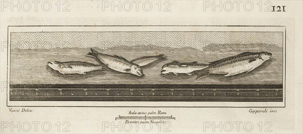 Tavola XXIII, Delle antichità di Ercolano, Baiardi, Ottavio Antonio, 1694-1764, Engraving, 1757-1792, Plate 23