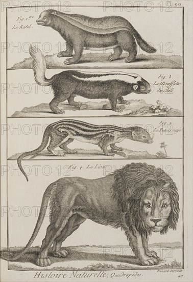 Histoire naturelle, quadrupèdes, Encyclopédie méthodique, ou par ordre de matières, Bénard, fl. 1806-1830, Engraving, 1782-1832