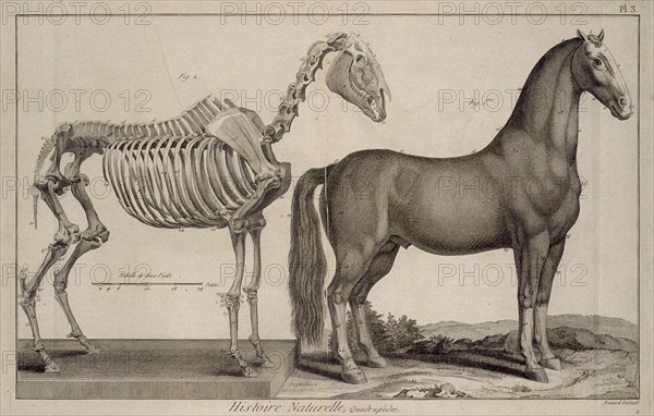 Histoire naturelle, quadrupèdes, Encyclopédie méthodique, ou par ordre de matières, Bénard, fl. 1806-1830, Engraving, 1782-1832