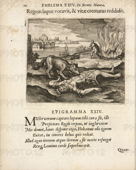 Emblema XXIV: Regem lupus voravit, and vitae crematus reddidit, Michaelis Majeri, Secretioris naturae secretorum scrutinium