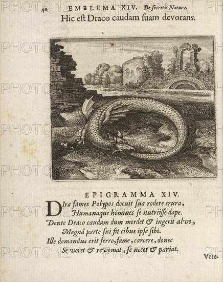 Emblema XIV: Hic est Draco caudam fuam devorans. Michaelis Majeri, Secretioris naturae secretorum scrutinium chymicum