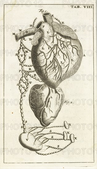 Tab. VIII, Steph. Blancardi Anatomia reformata, sive, Concinna corporis humani dissectio, ad neotericorum mentem adornata