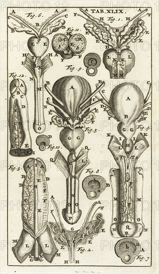 Tab. XLIX, Steph. Blancardi Anatomia reformata, sive, Concinna corporis humani dissectio, ad neotericorum mentem adornata