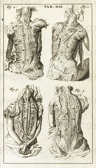 Tab. DD, Steph. Blancardi Anatomia reformata, sive, Concinna corporis humani dissectio, ad neotericorum mentem adornata, accedit