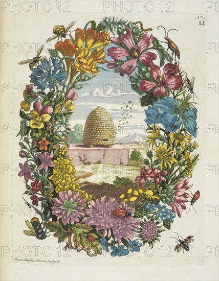 Blaauwe Viole, De Europische insecten, Merian, Maria Sibylla, 1647-1717, Engraving, hand-colored, 1730, Maria Sibylla Merian
