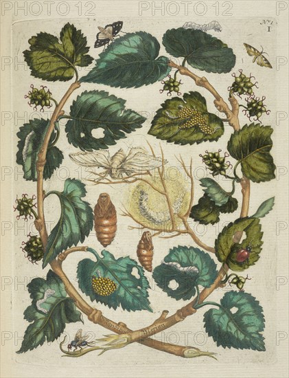 Moerbessen, De Europische insecten, Merian, Maria Sibylla, 1647-1717, Engraving, hand-colored, 1730, Mar: Sibil. Merian