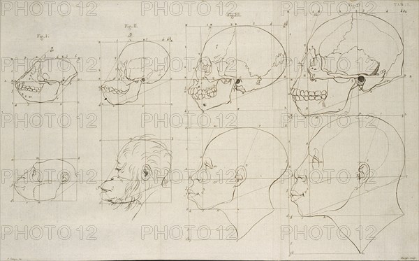 Tab. I, Dissertation sur les variétés naturelles qui caractérisent la physionomie des hommes des divers climats et des différens