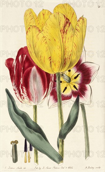 Pubescent-stalked tulip, The British flower garden, Smith, E. Dalton, Sweet, Robert, 1783-1835, Engraving, between 1823 and 1829