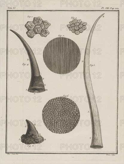 Tom. XI. Pl. VIII, Histoire naturelle, générale et particulière: avec la description du cabinet de roi, Buffon, Georges Louis