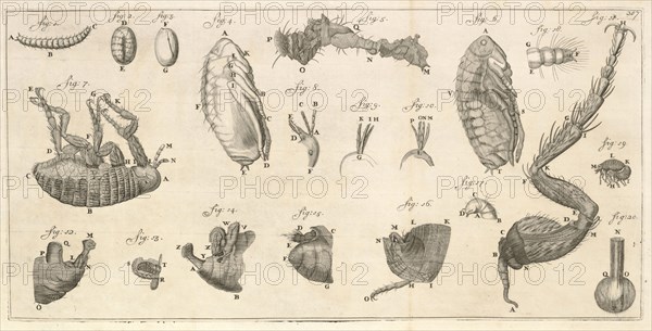 Microscopic images of a flea and flea larvae, Arcana naturae detecta, Leeuwenhoek, Antoni va, 1632-1723, Copper engraving, 1695