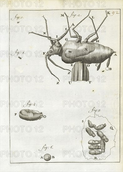 Leeuwenhoeks werken, Leeuwenhoek, Antoni van, 1632-1723, Engraving, 1684-1718