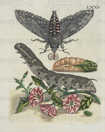 Rozenkoleurde Akkerwinde, De Europische insecten, Merian, Maria Sibylla, 1647-1717, Engraving, hand-colored, 1730