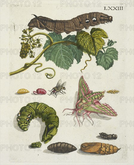 Druivenblossem, De Europische insecten, Merian, Maria Sibylla, 1647-1717, Engraving, hand-colored, 1730