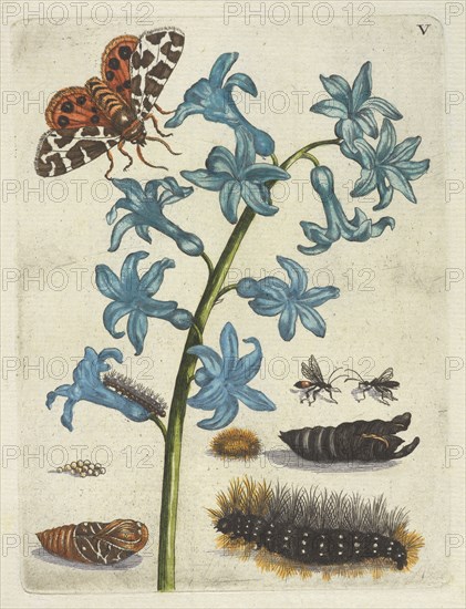 Hyacinth, De Europische insecten, Merian, Maria Sibylla, 1647-1717, Engraving, hand-colored, 1730