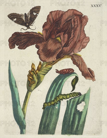 Irias, De Europische insecten, Merian, Maria Sibylla, 1647-1717, Engraving, hand-colored, 1730