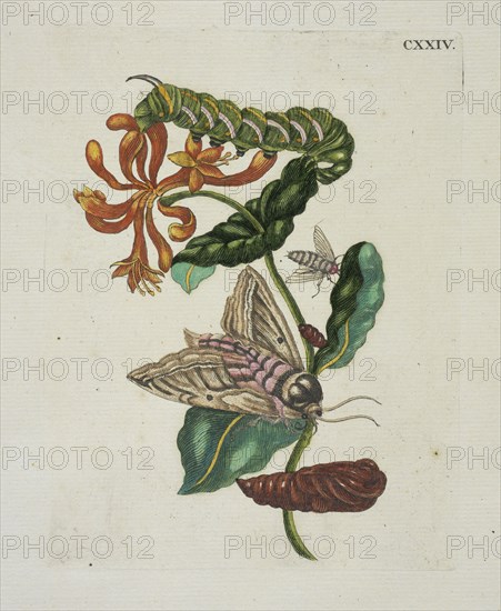 Kamper-foely, of Capri folie, De Europische insecten, Merian, Maria Sibylla, 1647-1717, Engraving, hand-colored, 1730