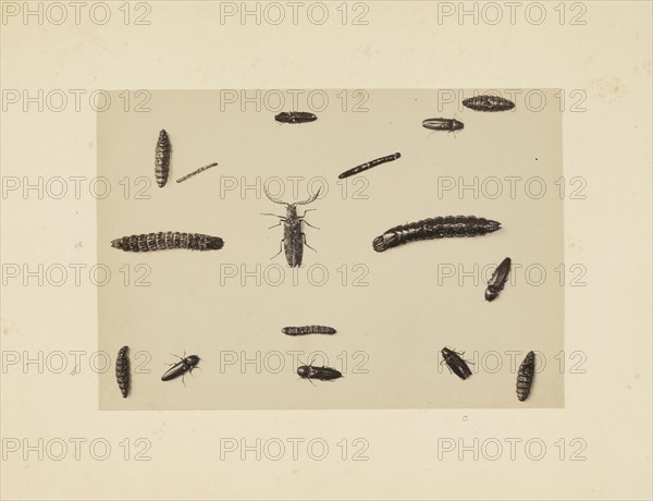 Beetle study, Studies of Indian insects, Saché, John Edward, Albumen