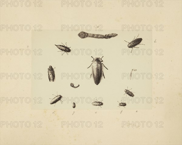 Beetle study, Studies of Indian insects, Saché, John Edward, Albumen