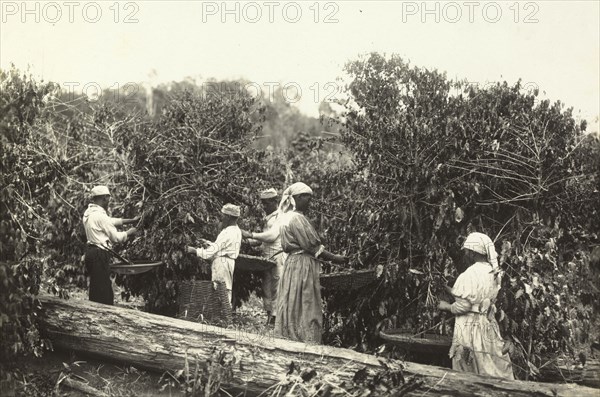 Picking coffee beans, photograph of nineteenth-century Brazil, Ferrez, Marc, 1843-1923, ca. 1885