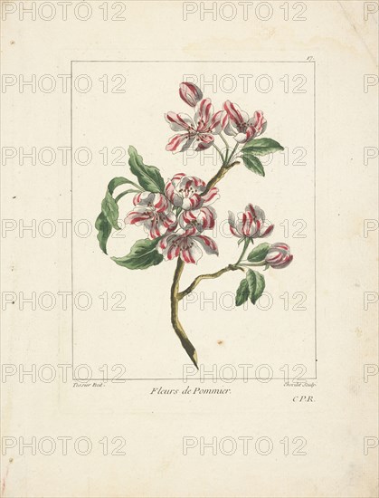 Fleurs de pommier, Caillou, Marguerite, d. 1755, Chevillet, Juste, 1729-1802, Tessier, Louis, Engraving, hand-colored