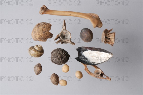 Bones, fish vertebrae, shells, nuts and seeds, from the sacristy outlet of the Laurenskerk, Rotterdam, waste groundfound leg