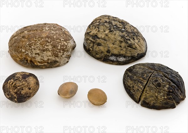 Nuts and kernels from cesspool castle IJsselmonde, soil find wood, w 2.9 (largest) Nuts and kernels from the cesspits